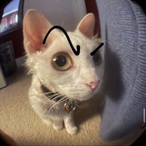 silly cat 1